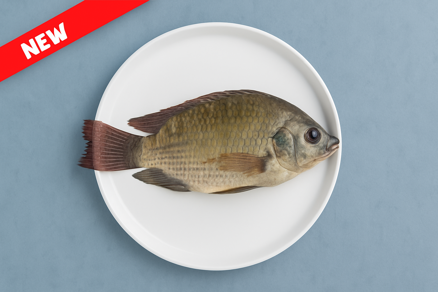 Tilapia Fish