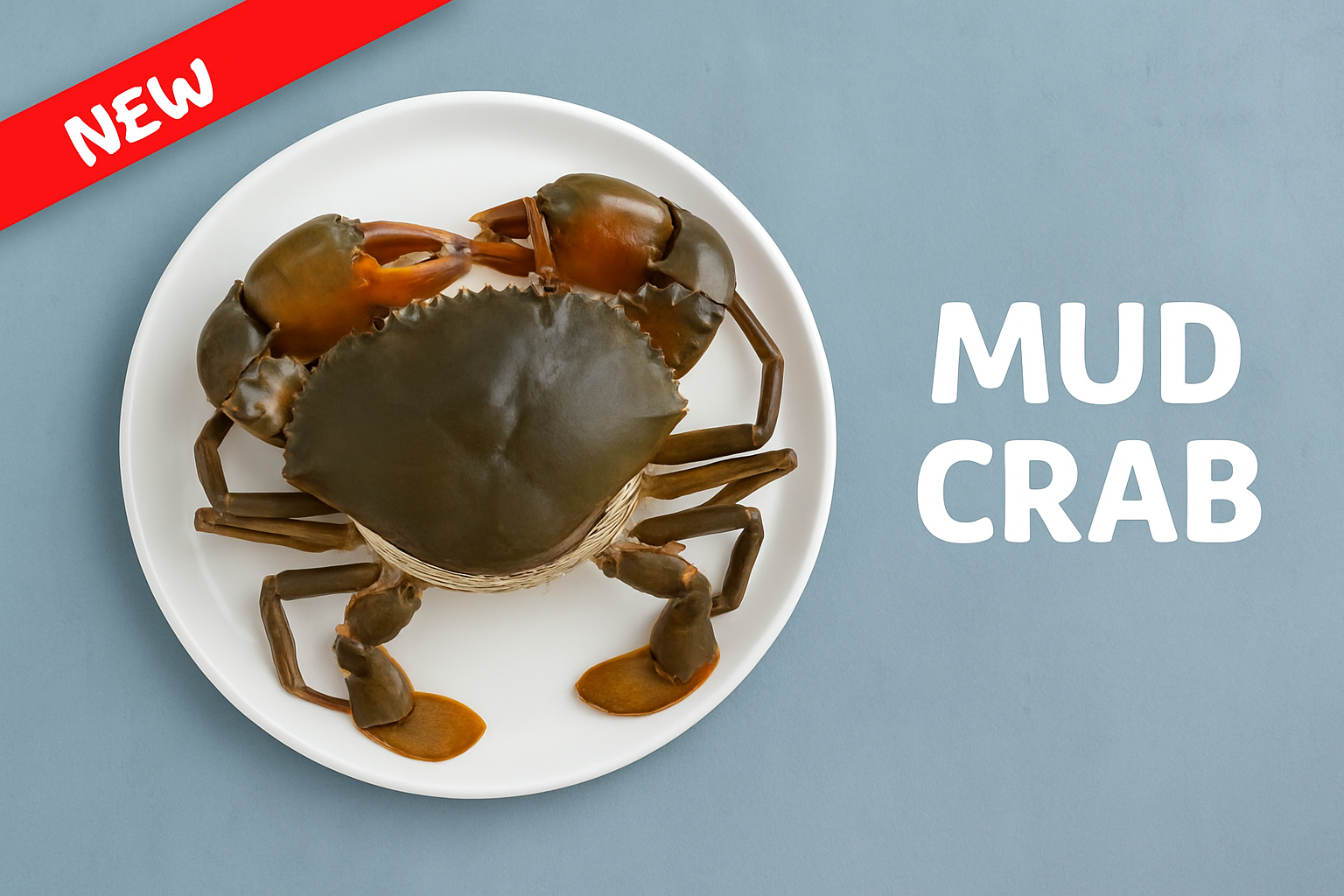 Mud Crab
